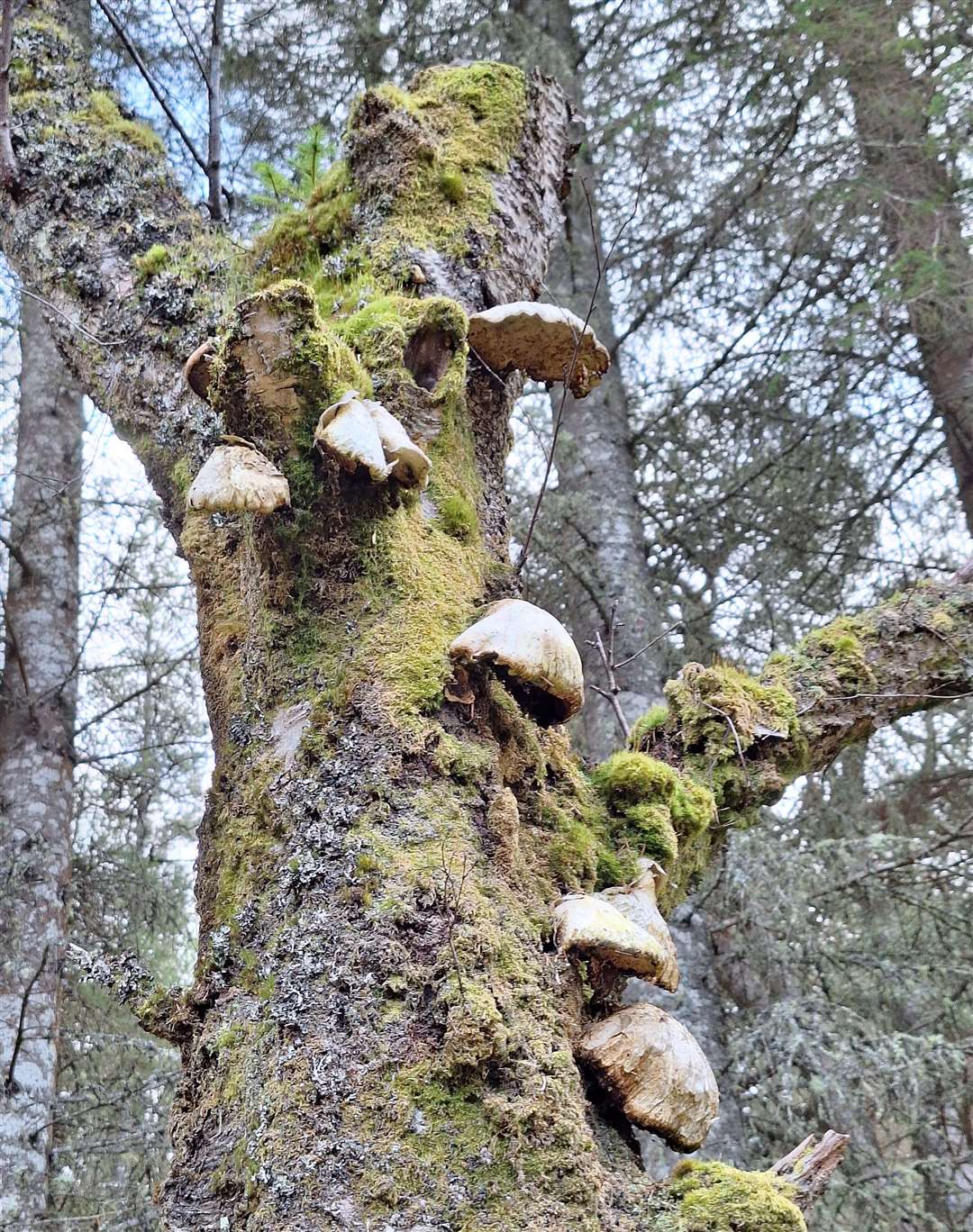 Elephant’s foot fungus on an old tree trunk.